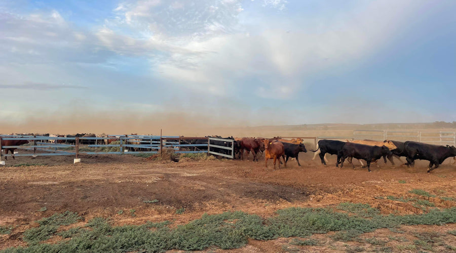 NEWSLETTER #18 - PINK BOX UPDATES and AG'S LATEST BUZZ WORDS