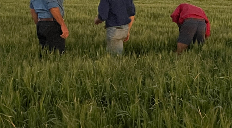 NEWSLETTER #11 - WINTER ON THE LAND and WOMEN OF LOT FEEDING