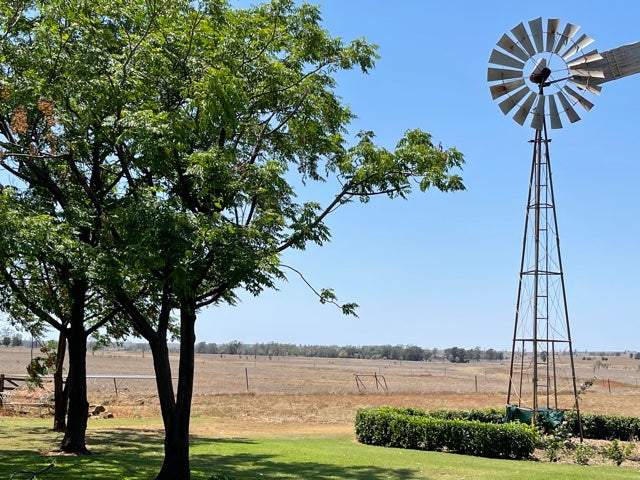 NEWSLETTER #12 - Back on weather watch, why we finish our beef on grain and MLA, what do they offer the consumer?