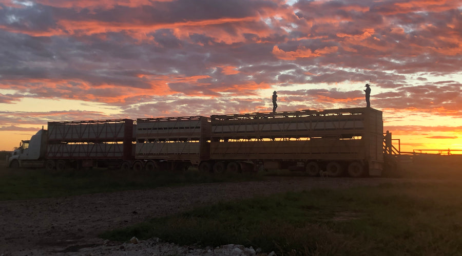 Landline: Four Daughters building a beef brand to export to China