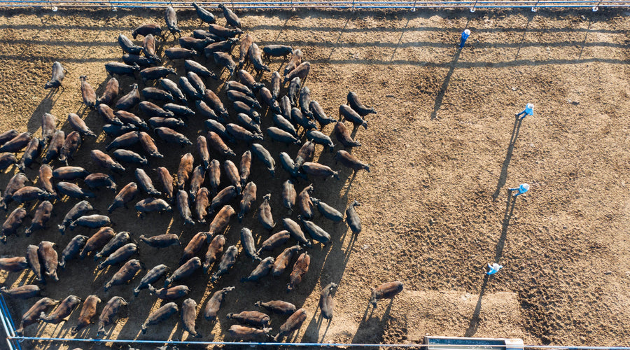 Beef brand turns to paddock-to-plate products after export business ground to halt during pandemic