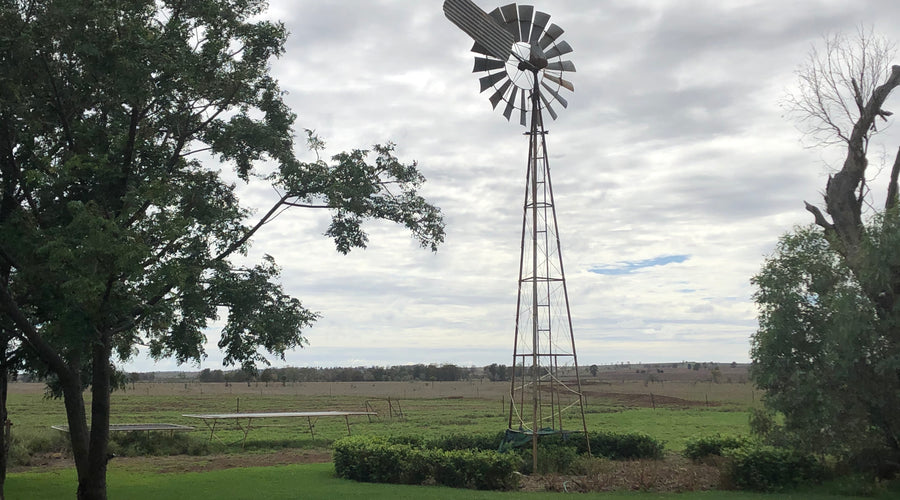 Newsletter #6 - Back to School - What this means for bush families and RAIN, GLORIOUS RAIN!