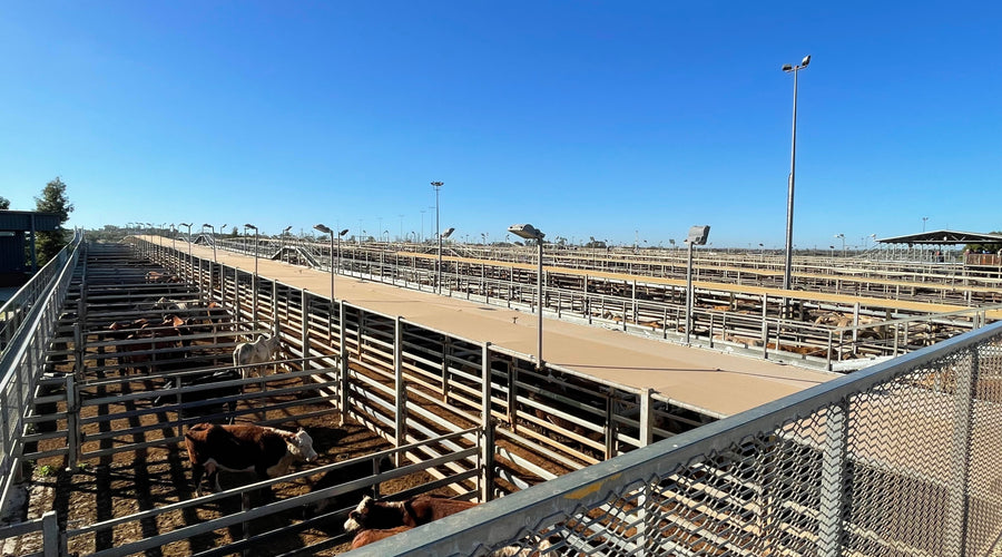 Newsletter #14 - Half the year in the rearview mirror