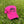 Load image into Gallery viewer, Special Edition Pink Four Daughters Cap
